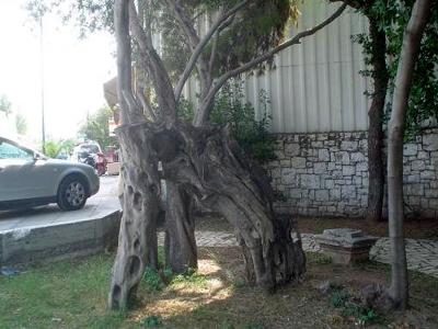 Δεσποινίς ετών 37 η… αρχαία «Ελιά του Πλάτωνα»